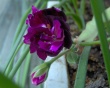 Purple Flower Wallpaer