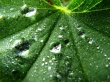 Green Drops Wallpaer