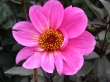 Red Flower Wallpaer