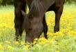 Horses Wallpaer