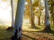 Forest Wallpaer