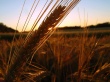 Winter Wheat Wallpaer