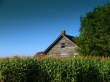 Green House Wallpaer