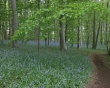 Green forest Wallpaer