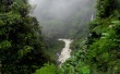 Jungle Wallpaer