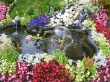 Nature Flowers Wallpaer
