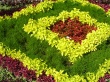 Color Flowers Wallpaer