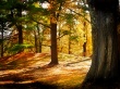 Brown Forest Wallpaer