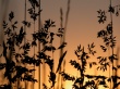 Sunset view Wallpaer