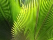 Green Plant Wallpaer