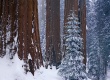 Winter Lyoopod Wallpaer