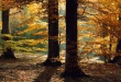 Light Forest Wallpaer