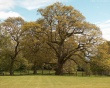 Trees and grass Wallpaer