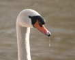 Swan on water Wallpaer