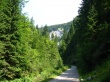 Forest Alley Wallpaer