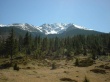 Mountain Fir Wallpaer