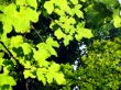 Green Leafs Wallpaer
