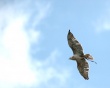 Hawk on sky Wallpaer