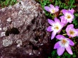 Mauve Flower Wallpaer