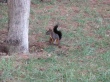 Squirrel Wallpaer