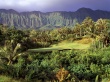 Palm Tree Wallpaer