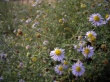 Small Flowers Wallpaer