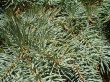Natures Needle Wallpaer