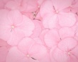 Pink petals Wallpaer
