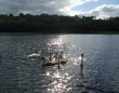 Ireland Swans Wallpaer