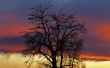 Tree Wallpaer