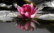 Water Lily Wallpaer