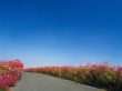 Alley Flowers Wallpaer