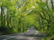 Through the Trees Wallpaer