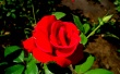 Illuminous Rose Wallpaer