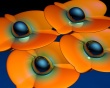 Butterfly Flowers Wallpaer