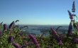 Flowery Vancouver Wallpaer