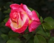 Bright Rose Wallpaer