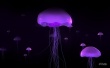 Purple Black Blue Wallpaer