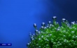 Bubblez Wallpaer