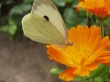 Butterfly Land Wallpaer