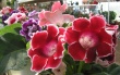Japan Rose Wallpaer