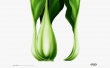 Lettuce Wallpaer