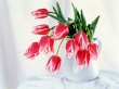 Tulips Bowl Wallpaer