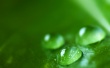 Green Dew Wallpaer