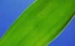 Chlorophyll Wallpaer