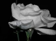 Ice Cold Rose Wallpaer
