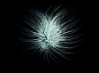 Abstract Tentacle Wallpaer