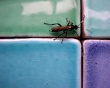 Bug On Color Wallpaer