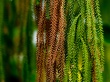 Climbers Wallpaer