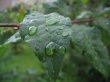 One Leaf Wallpaer